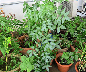 neem plants in gurgaon