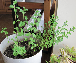 tulsi plants in gurgaon