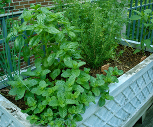 kitchen gardning in gurgaon