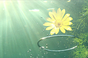 Naturopathy Yoga Classes in Gurgaon